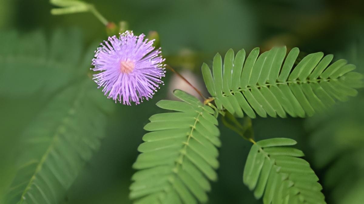 200 Seeds Colorful Mimosa Seeds Mixed 8 Colors Flowers