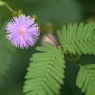 200 Seeds Colorful Mimosa Seeds Mixed 8 Colors Flowers
