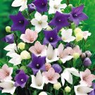 60 Seeds Patycodon grandiflorum