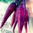 60 seeds AFGHAN Purple (Black) Carrot Superfood