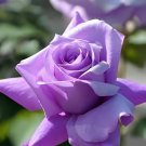 100 Seeds Pinkish Purple Rose Tree Flower