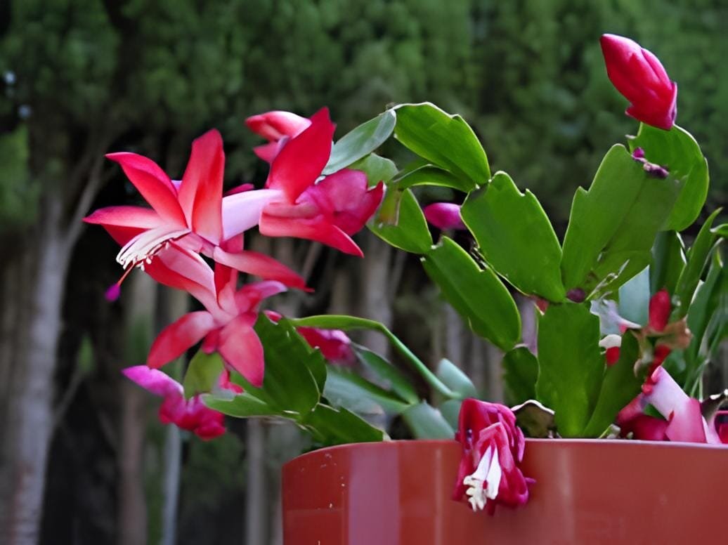 200 Seeds Rainbow Zygocactus Truncatus