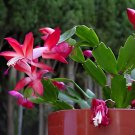 200 Seeds Rainbow Zygocactus Truncatus