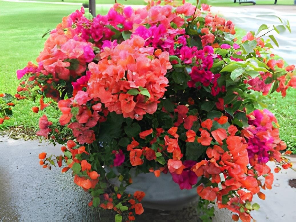 20 Seeds Mixed Bougainvillea