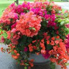 20 Seeds Mixed Bougainvillea