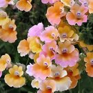 60 Seeds Nemesia Strumosa Flower