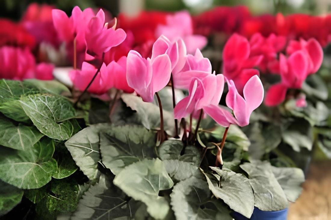420 seeds 6 Types Cyclamen Flowers