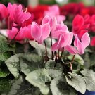 420 seeds 6 Types Cyclamen Flowers