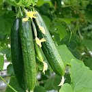 12 Seeds Sweet and Succulent Dutch Cucumber