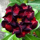 4 seeds 'Black Peacock' Adenium Desert Rose