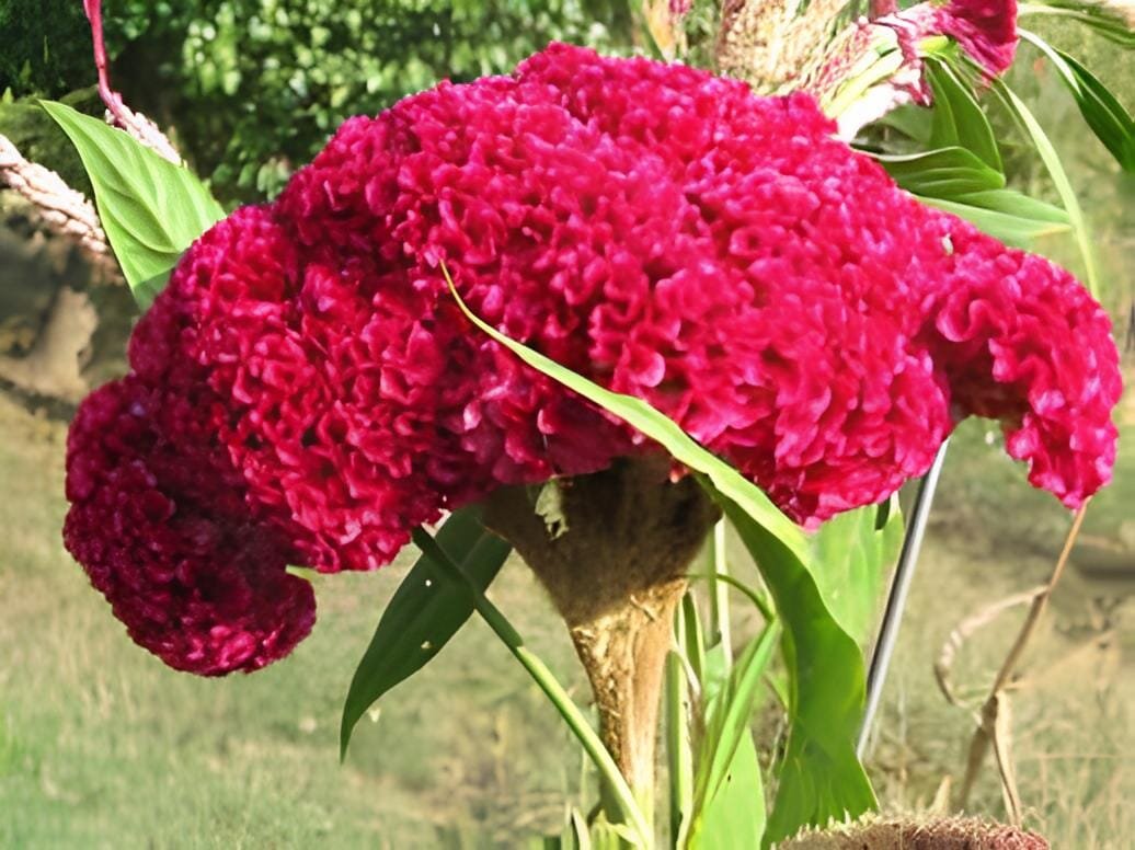 80 Seeds Big Red Beautiful Cockscomb