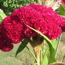 80 Seeds Big Red Beautiful Cockscomb