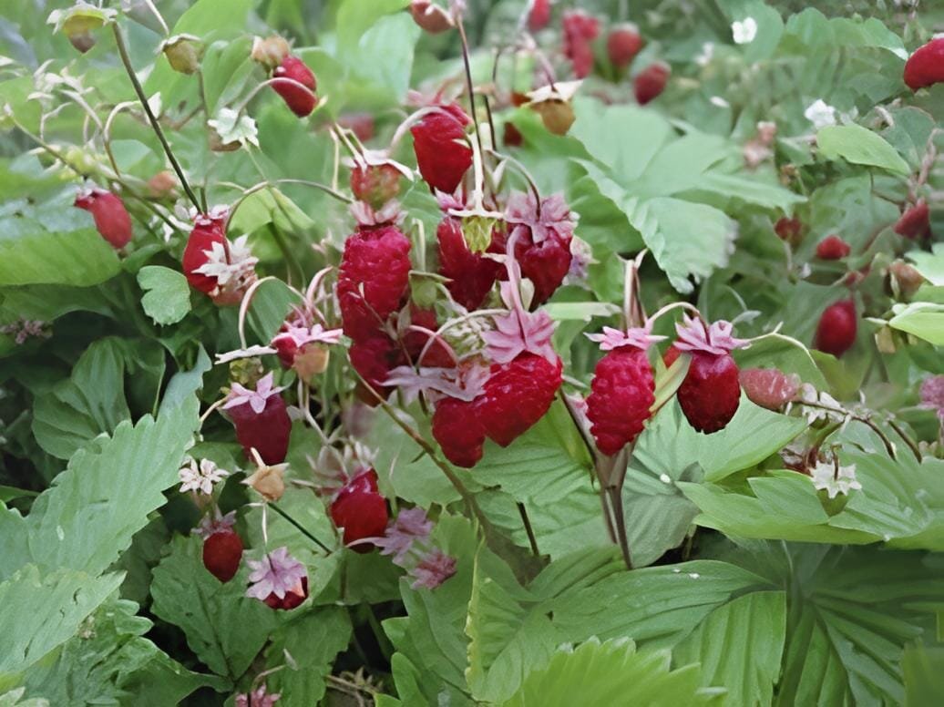 200 seeds Italian Alpine Strawberry