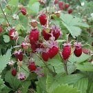 200 seeds Italian Alpine Strawberry
