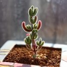 30 seeds red aizoaceae from Germany succulent plant