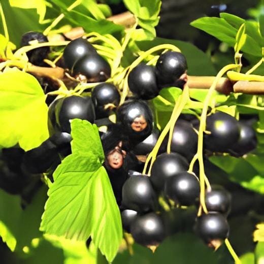 200 Seeds Gooseberry
