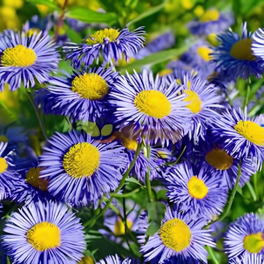 200 seeds Blue Daisy White Heart