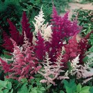 200 Seeds Mixed Astilbe Chinensis