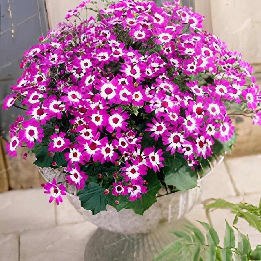 60 Seeds Heirloom Florist's Cineraria F1 Flower(Pericallis hybrida)