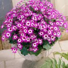 60 Seeds Heirloom Florist's Cineraria F1 Flower(Pericallis hybrida)