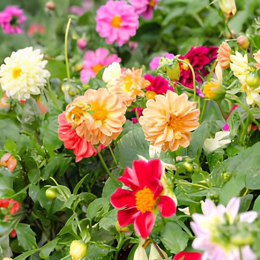60 Seeds Heirloom Dahlia Pinnata Perennial Flower