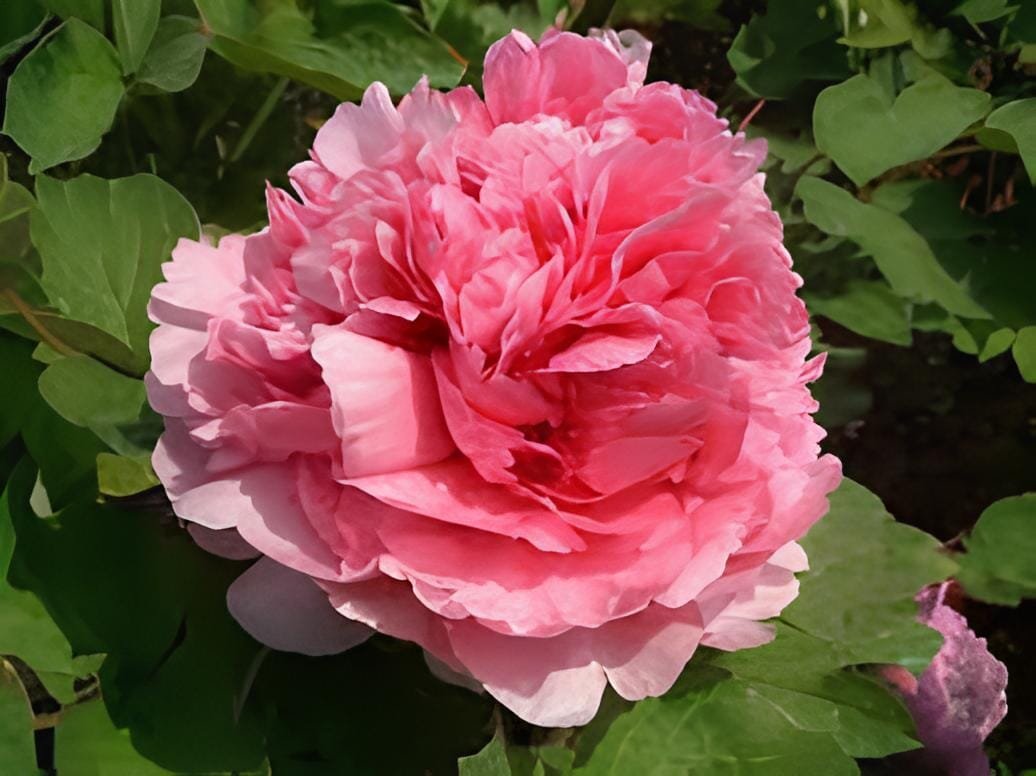 10 Seeds Heirloom 'Hong Yu Lou' Red Peony Shrub Flower