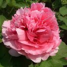 10 Seeds Heirloom 'Hong Yu Lou' Red Peony Shrub Flower
