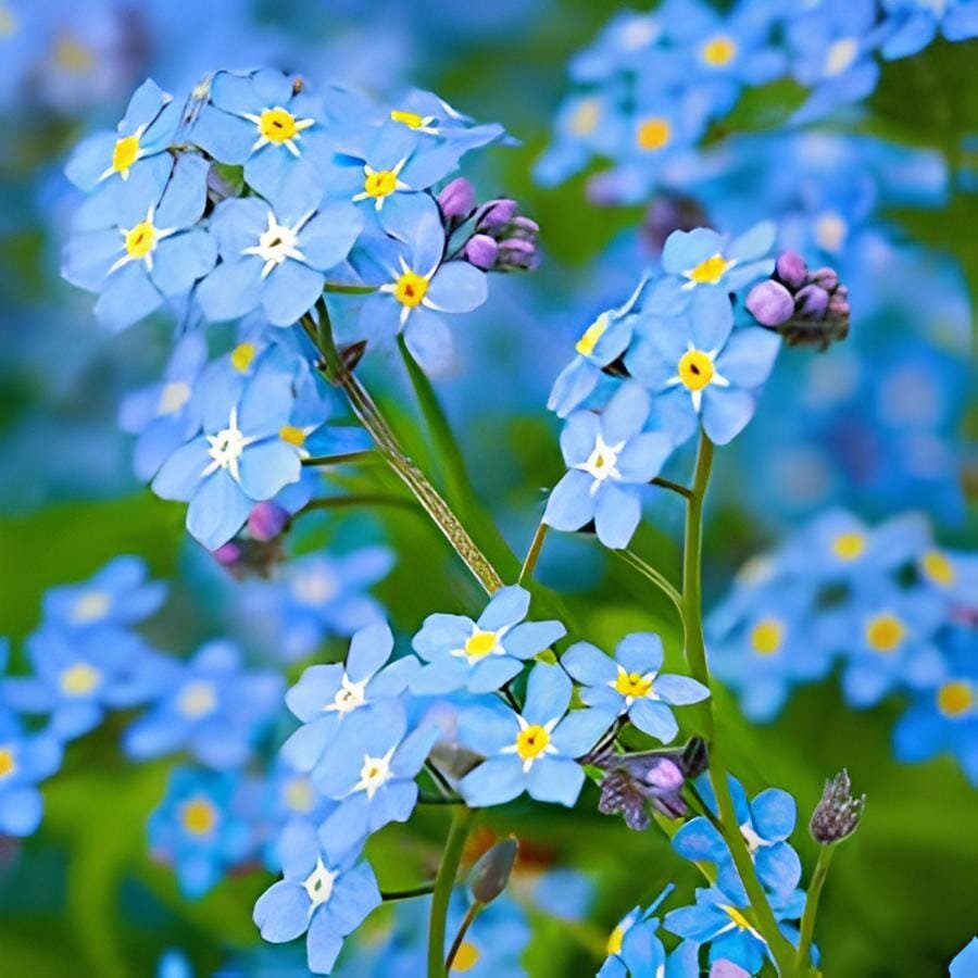 70 seeds Forget Me Not Flowers