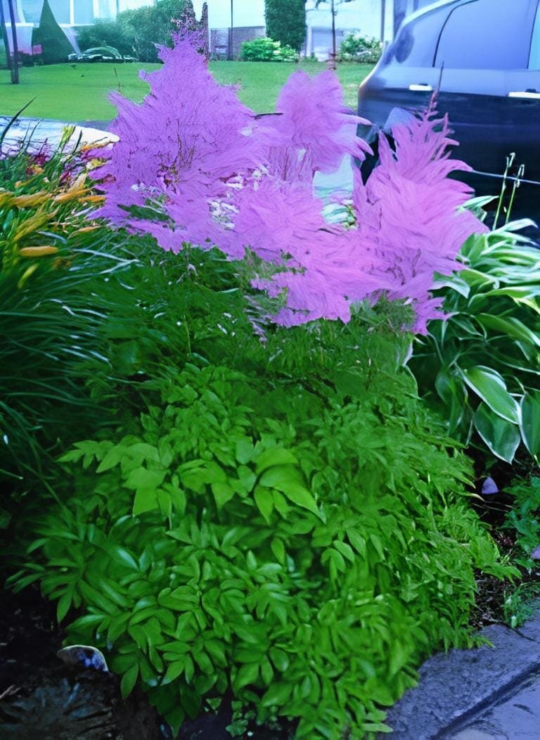 100 seeds Rare Light Purple Astilbe chinensis Flowers