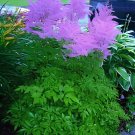 100 seeds Rare Light Purple Astilbe chinensis Flowers