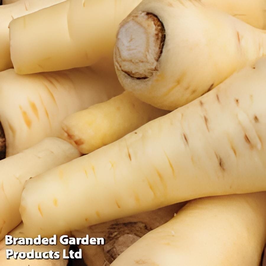 200 seeds White Gem Parsnip Carrot Vegetables