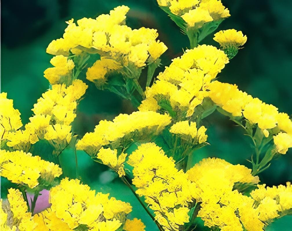60 Seeds Yellow Perennial Sea Lavender Brilliant Enchanting Limonium