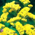 60 Seeds Yellow Perennial Sea Lavender Brilliant Enchanting Limonium