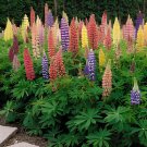 40 seeds Mixed 12 Types of Russell Lupine Dull Ice Flowers