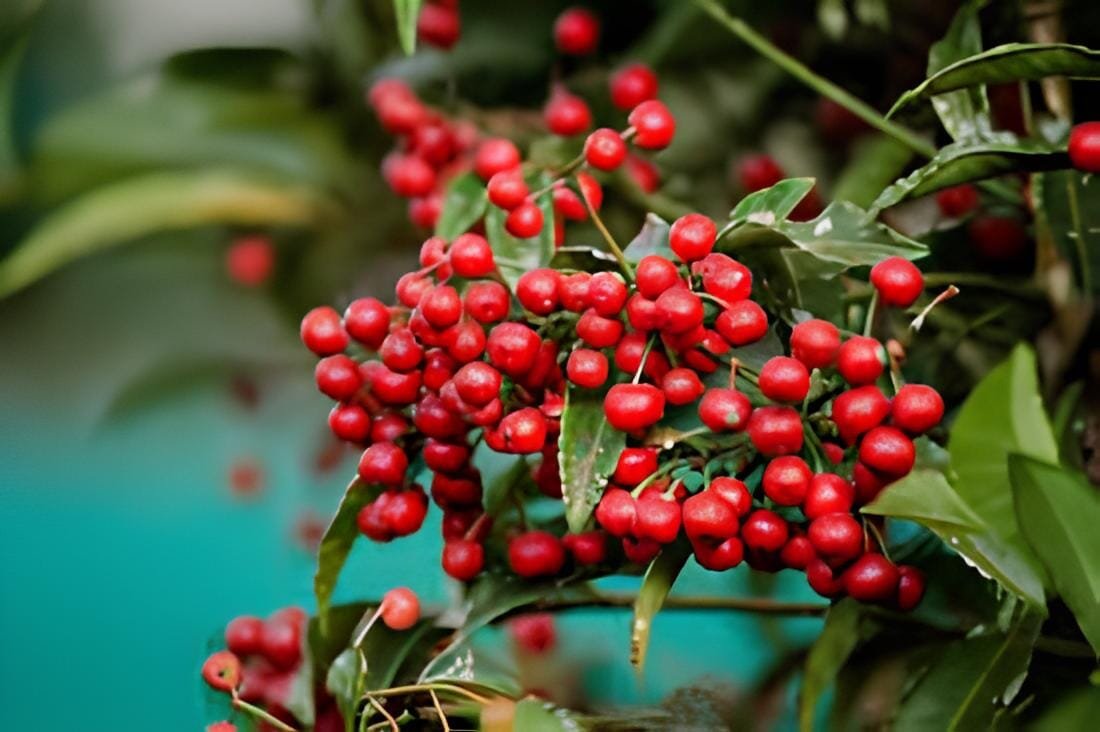 24 seeds Ardisia Crenata Christmas Coral Berry Ornamental