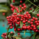 24 seeds Ardisia Crenata Christmas Coral Berry Ornamental