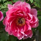 16 seeds, Red Peony Paeonia Suffruticosa The King Of Flowers Original pack 16 se