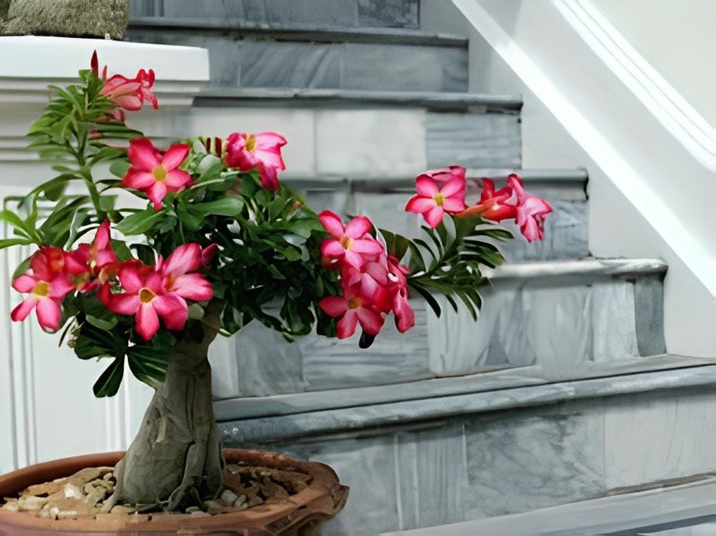 2 seeds True Desert Rose Bonsai Ornamental Plants Balcony Bonsai Potted Flowers