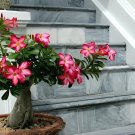 2 seeds True Desert Rose Bonsai Ornamental Plants Balcony Bonsai Potted Flowers
