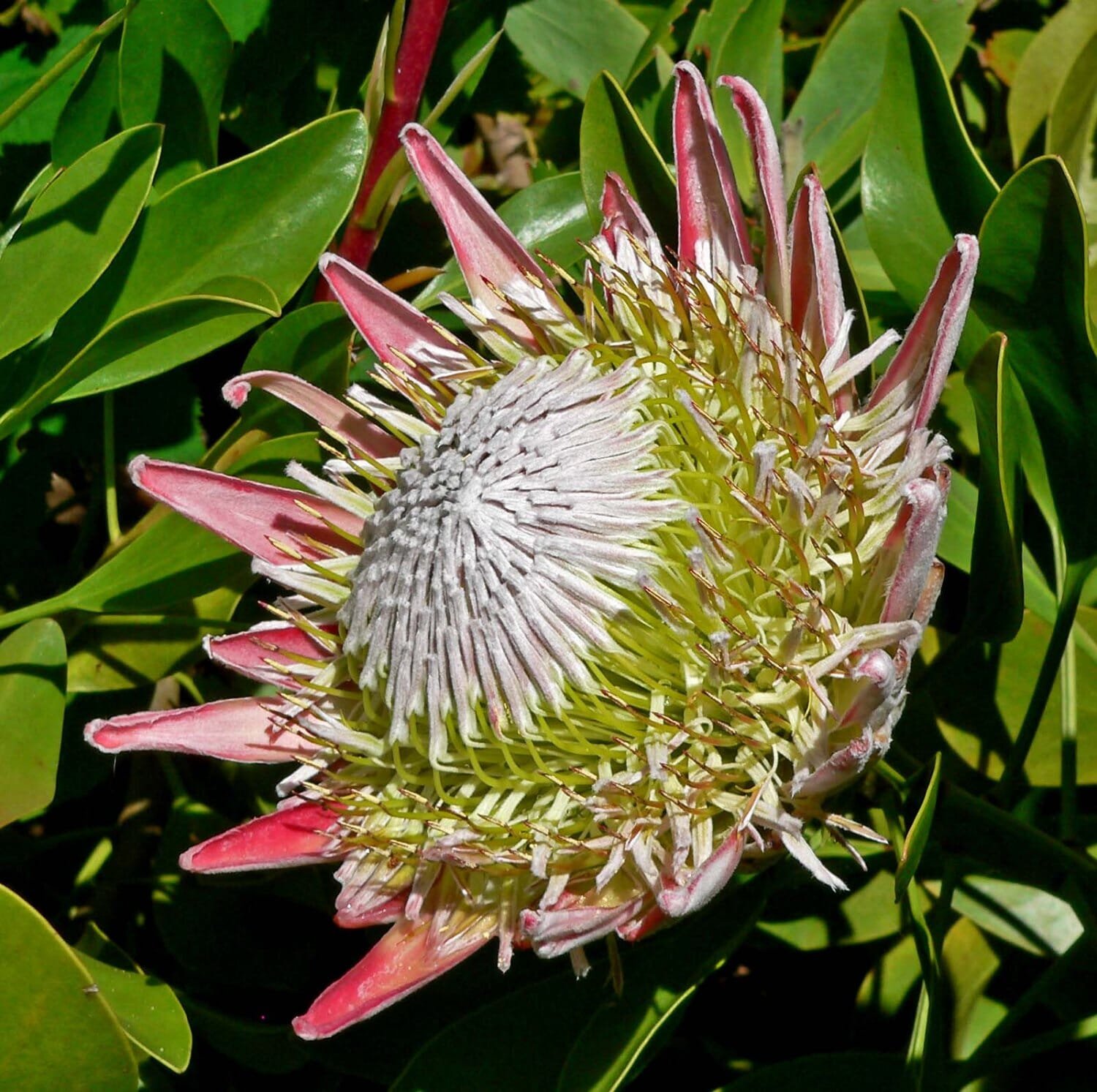 4 seeds Protea Cynaroides