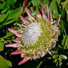 4 seeds Protea Cynaroides