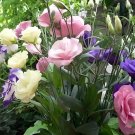 200 seeds Mixed Eustoma