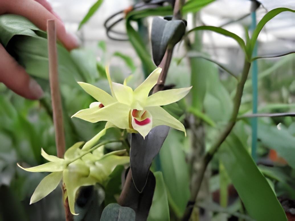 2 seeds Dendrobe Seeds (Flower Powder) Dendrobium Orchid Flowers Herba Dendrobii