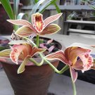 200 seeds Mixed 8 Colors Rare Cymbidium Orchid Plant