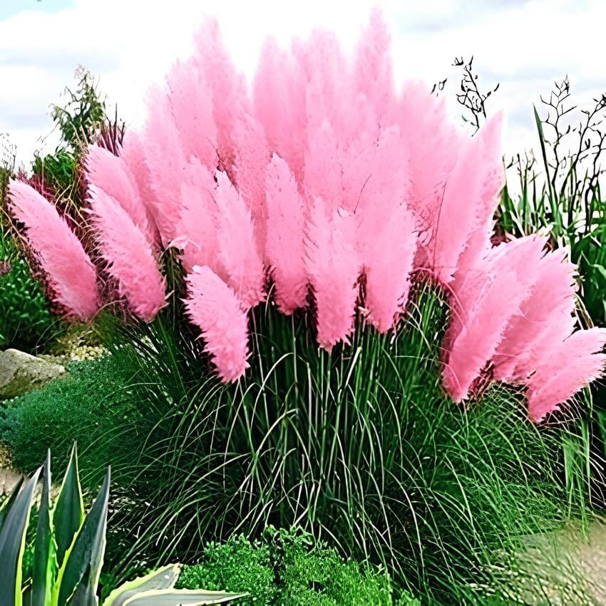 1000 seeds Pampas Grass Rare Flower Bonsai