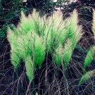 600 seeds Colorful Pampas Grass Cortaderia