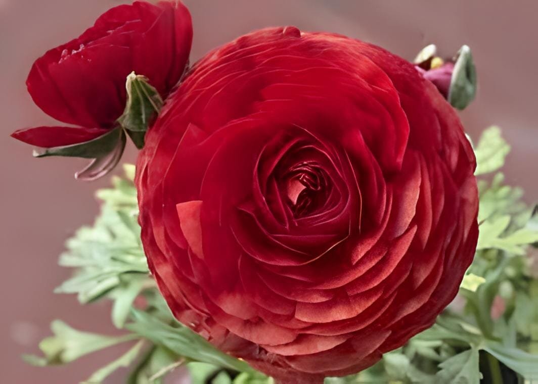 200 seeds Double Ranunculus Asiaticus Flower