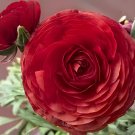 200 seeds Double Ranunculus Asiaticus Flower