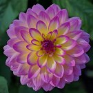 100 seeds Dahlia Flower Seed Mexico's National Flower