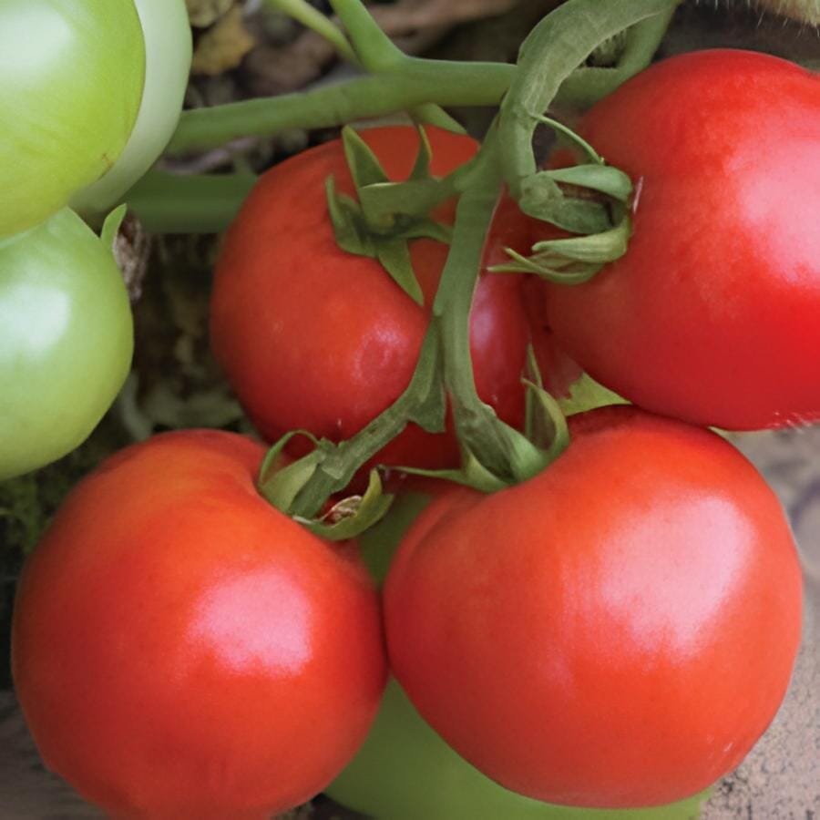 200 Seeds 'Tonglin' Small Round Rose Red Cherry Tomato